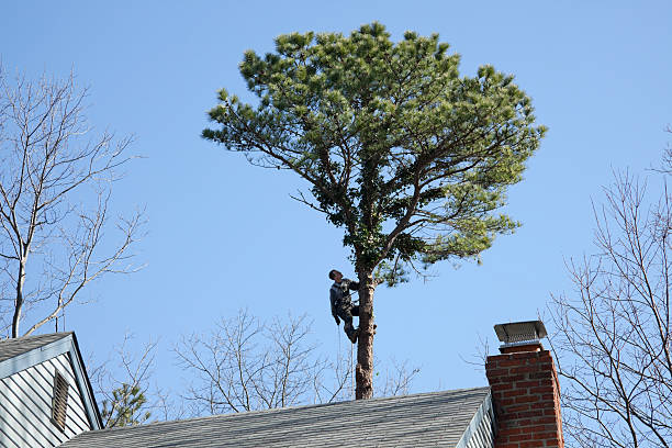 Best Hedge Trimming  in Watonga, OK