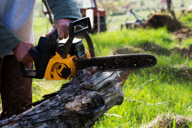 How Our Tree Care Process Works  in  Watonga, OK